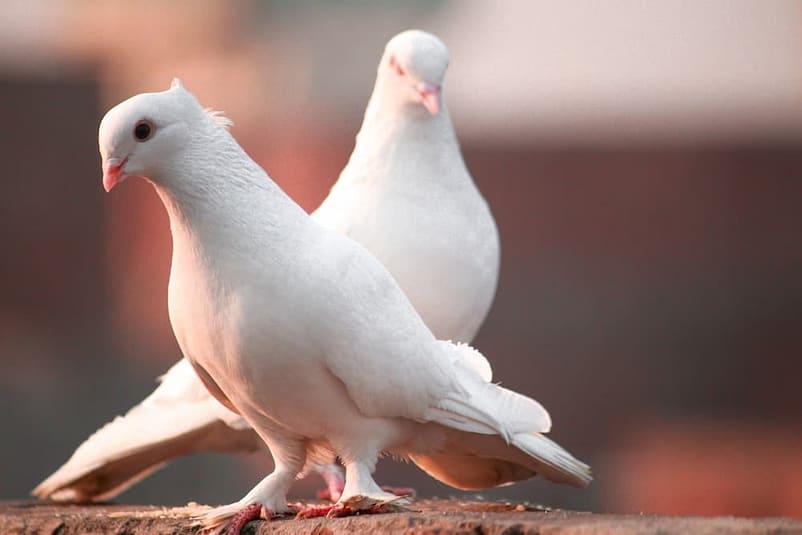 goloba na strehi
